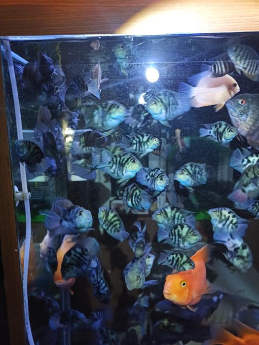 Продам сапфировых попугайчиков панда крупные 75.т.рыбка поменьше 50.т.