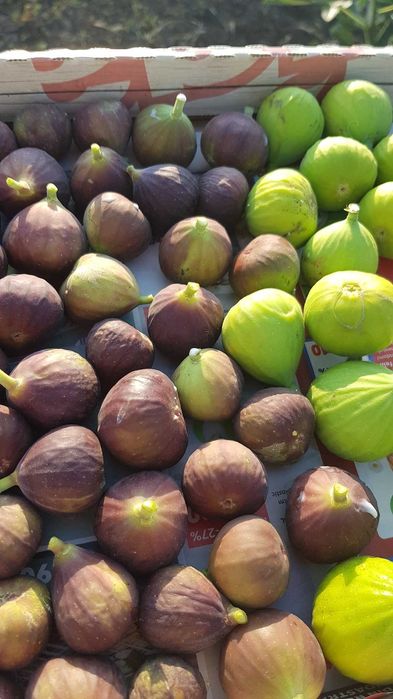 ( TRANSPORT GRATUIT ) Smochin la 50 lei, înălțime 30 - 50cm