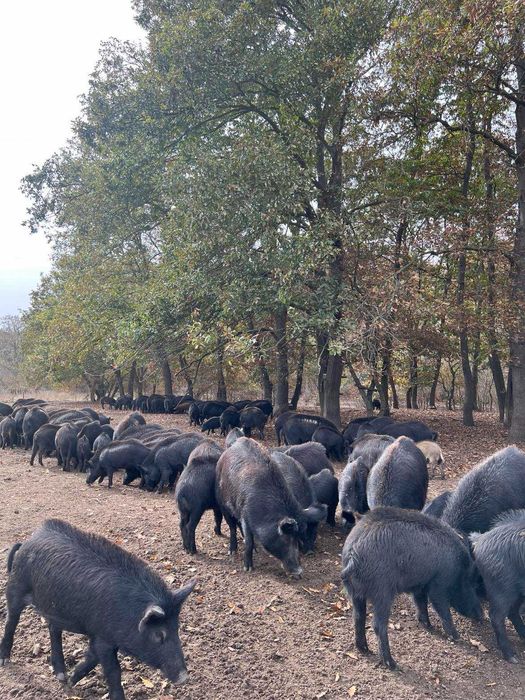 Продавам прасета източнобалканска порода