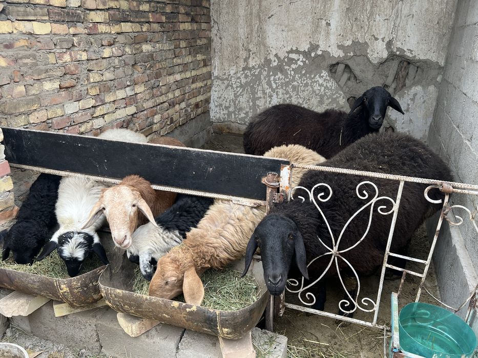 qoy qozilar kelishilgan narxlarda