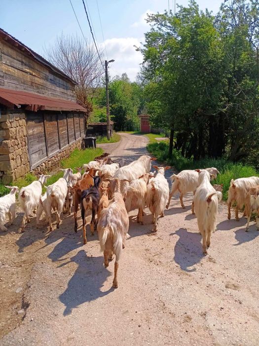 13 Кози, 2 пръча и 8 ярета