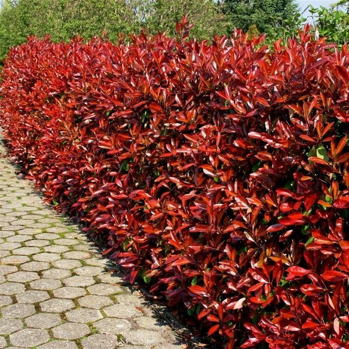 Photinia (Gard Viu )