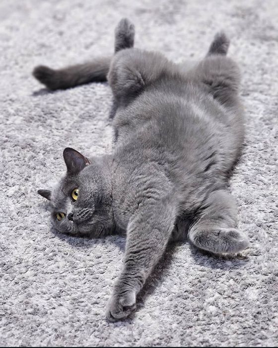 Вязка кота британской породы!