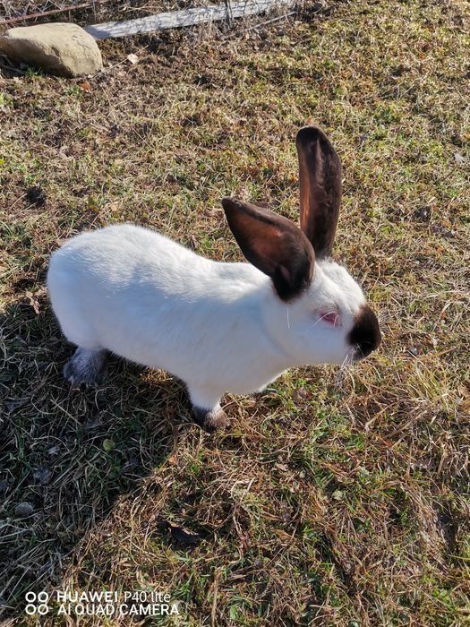 Vând iepuri de la 2 la 5 luni
