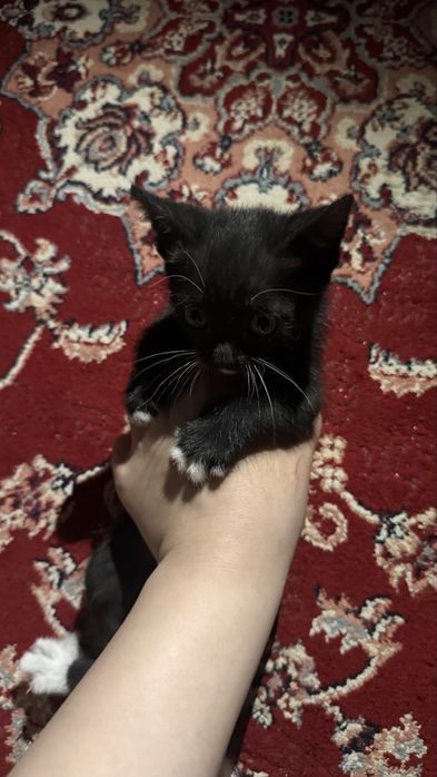 маленький котёнок , пол:ж