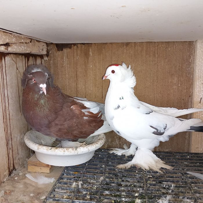 Porumbei uriasi maghiari