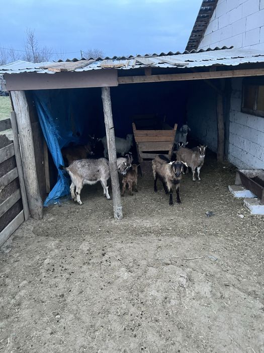 Vand 6 capre ci iezi