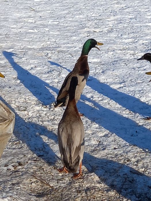 Oua pentru incubat de la rate indiene alergatoare