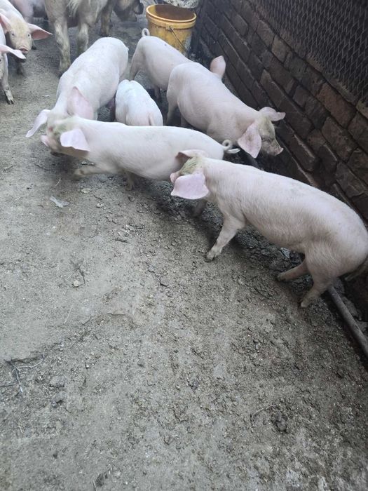 Продавам малки прасета...