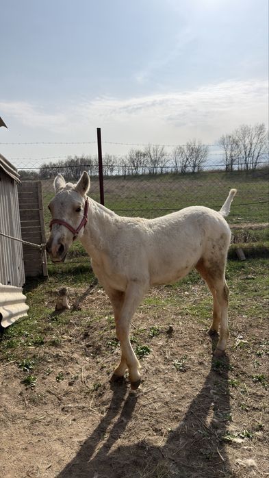 Жабағы, ақ тай,еркек тай