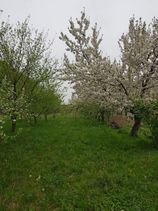 Namangan viloyati Mevali bo'g sotiladi