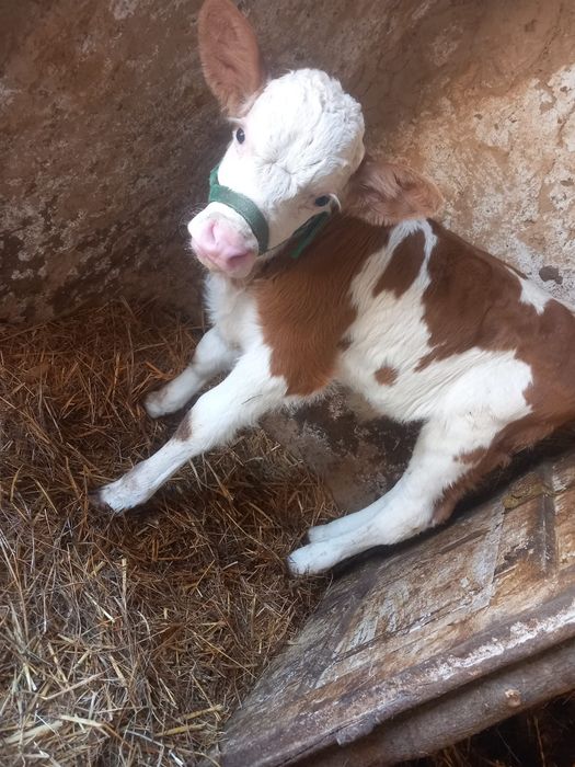 Vând vitel și vițea