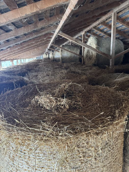 Baloti lucerna 3/4 /5coasa