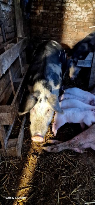 Прасета малки и големи