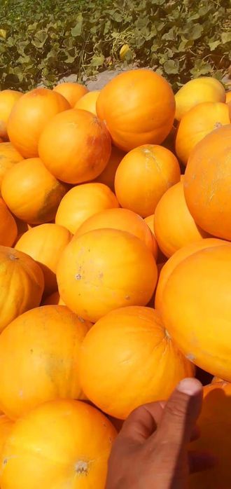 Семена дыни сорт Бакинка,