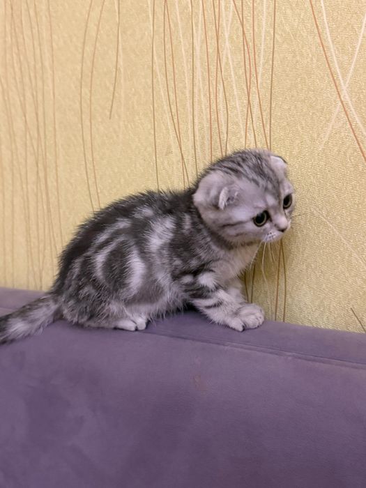 Scottish Fold (шотланд вислоухая)