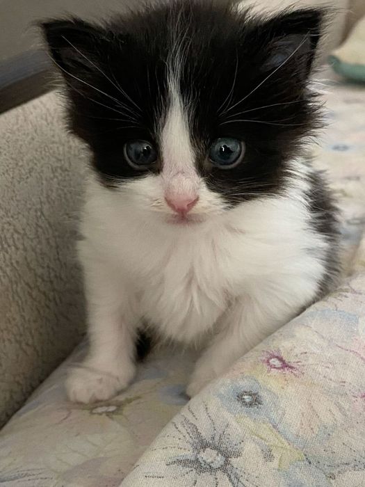 кошка обычная красивая