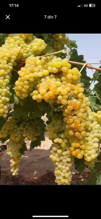 Vând struguri de vin cu transport la domiciliu