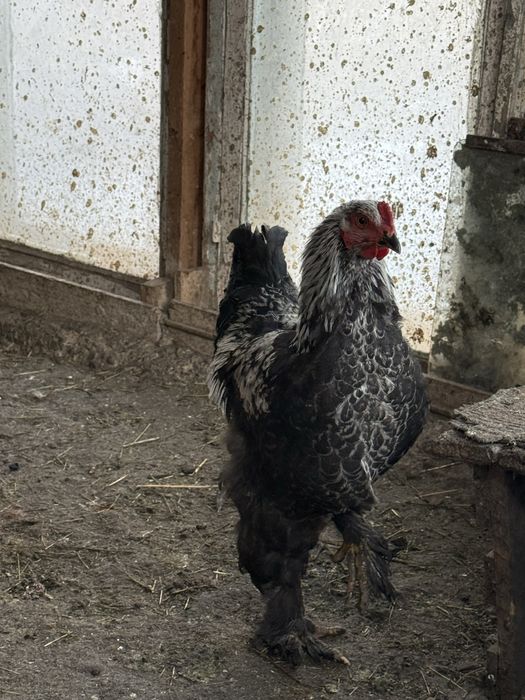 Породистый петух