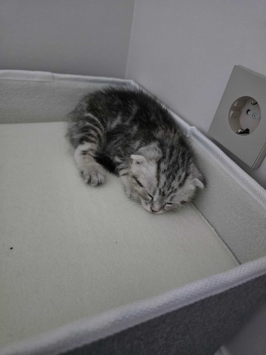 Шотландский вислоухий котенок