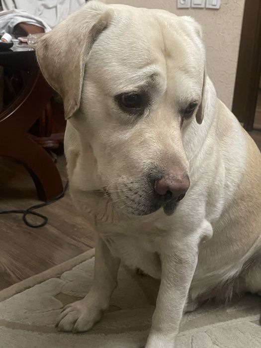 Вязка лабрадор, у нас кабель