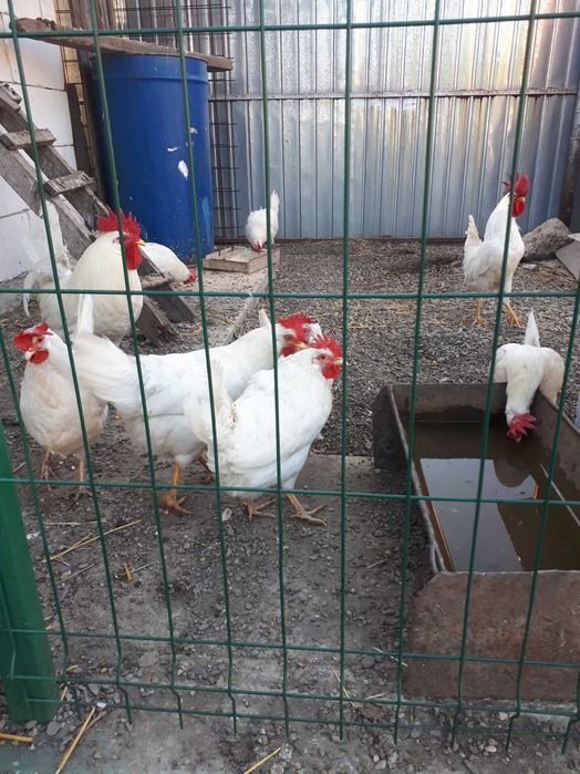 Ouo de incubat leghorn 5 lei buc