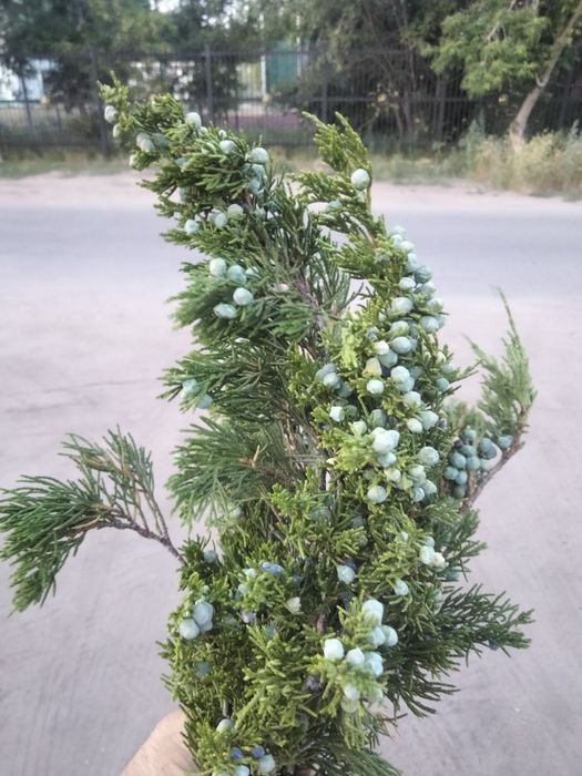 Можжевельник веточки.