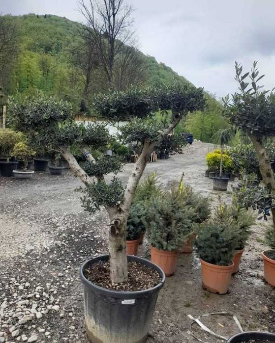 Plante Decorative de Grădină – Montaj Inclus la Orice Comandă