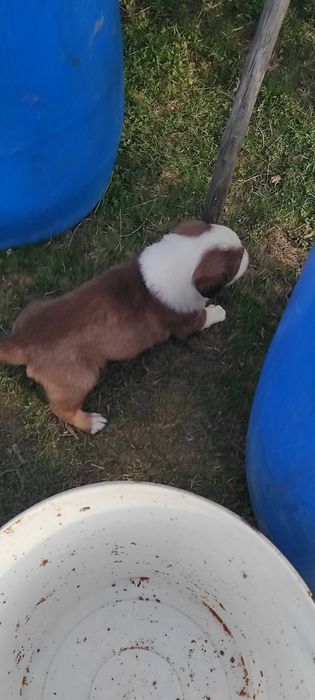 Donez căței foarte frumoși