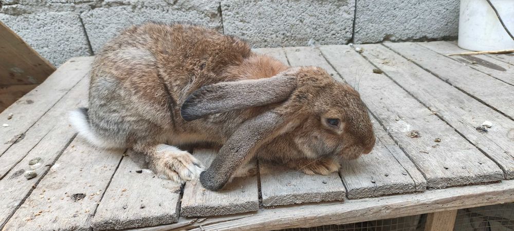 Flandr Quyonlar Sotiladi