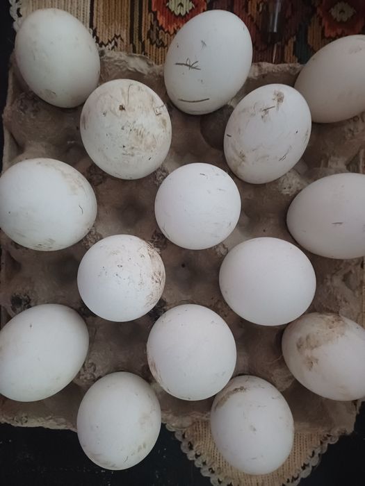 Oua de Gasca de vanzare 10lei/buc