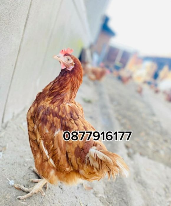 Кокошки носачи за яйца