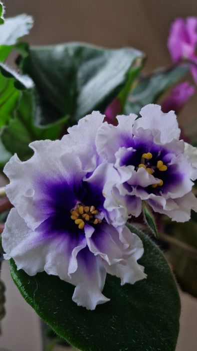 Продам комнатные фиалки