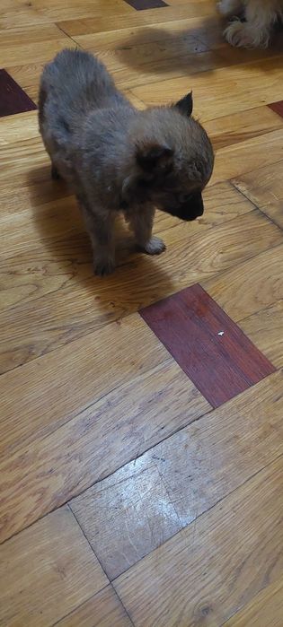 Щенки. 2 девочки. 1.5 месяца.