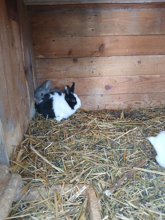 Iepuri rex pitic 70 lei bucata