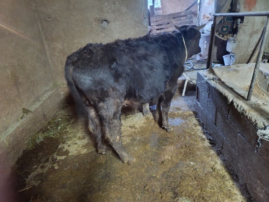 Продам хорошего быка