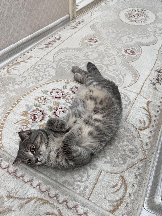 Кот, отдам в хорошие добрые руки