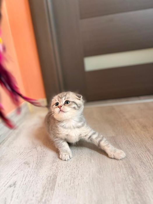 Scottish Fold Chinchilla Felisa