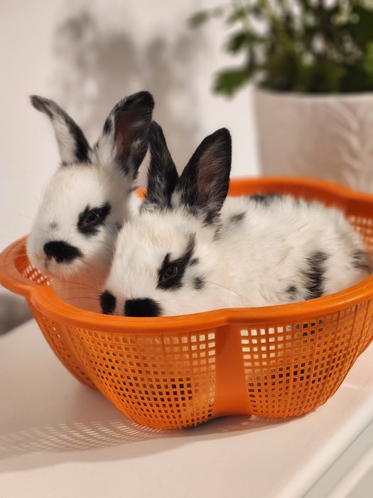 Pui Iepure fluture german