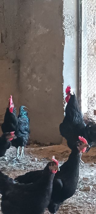 Кора шахзода хурозлар сотилади