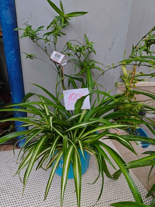 Сансевьера цветы в офис Доставка и самовывоз 10-22ч