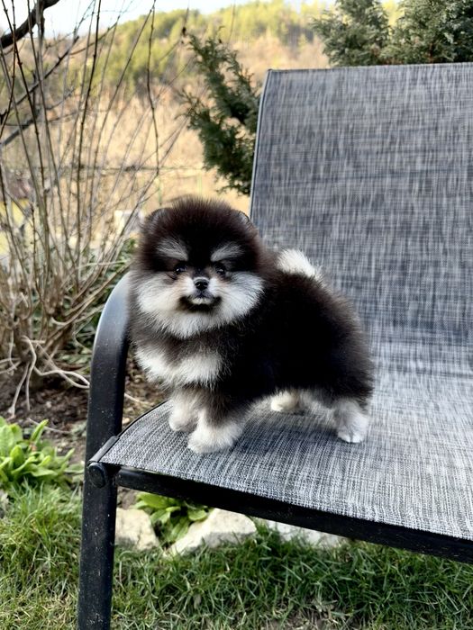 Померан мини момиче. Померанче