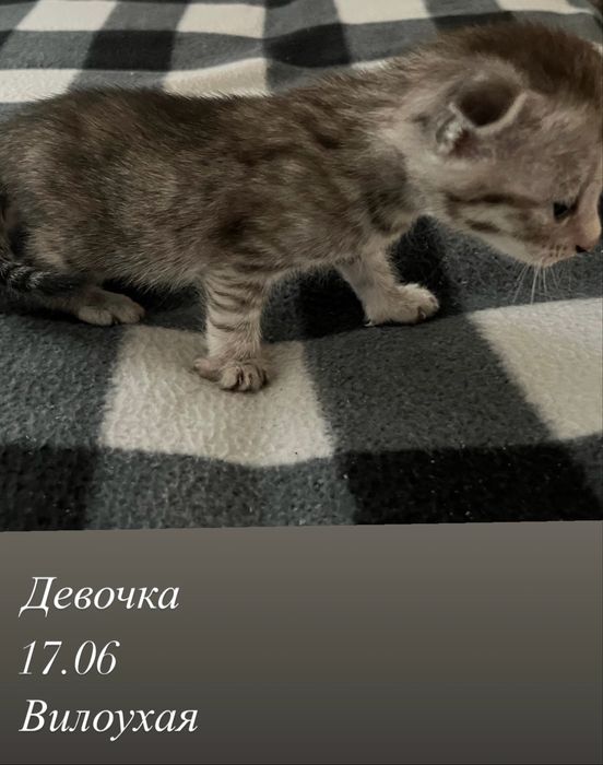 Отдам котят девочки