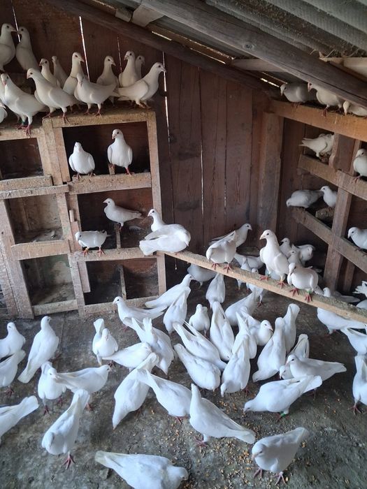 Vand porumbei voiajori