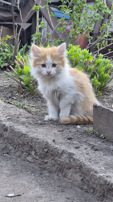 Отдам котёнка, девочка