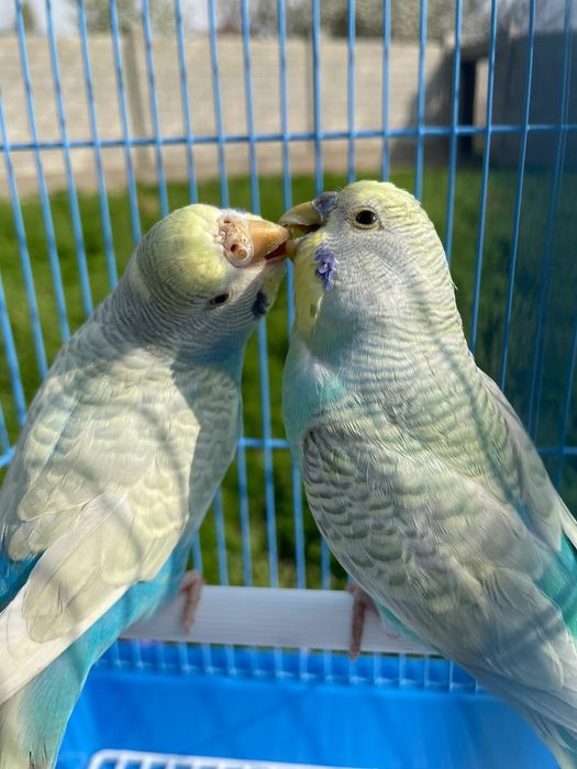 Продам пара попугай  комплект
