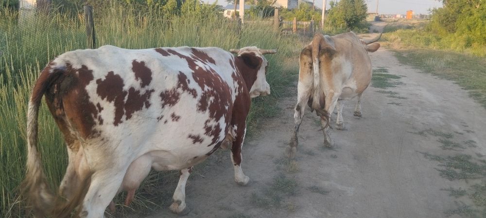 Продаются коровы