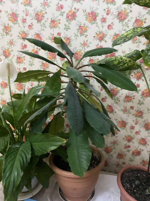 Цветы «Женское счастье»