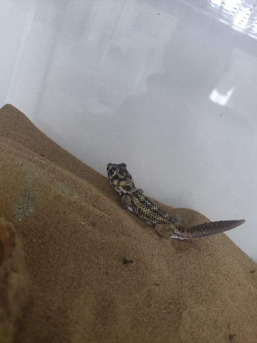 Сцинковый геккон