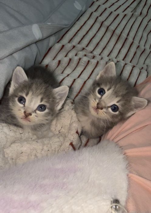 Котята…………………………………………………………